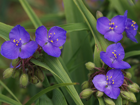 tradeskancia záhradná Tradescantia andersoniana