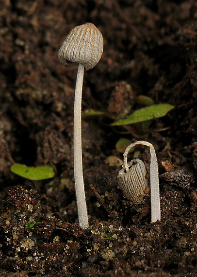 hnojník Coprinellus. sp