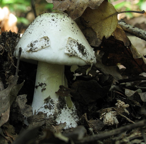 muchotrávka Amanita sp.