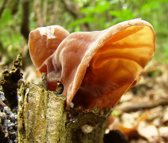 uchovec bazový Auricularia auricula-judae (Bull.) Quél.