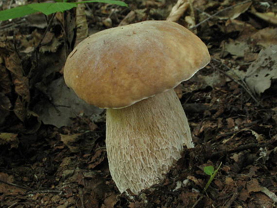 hríb dubový Boletus reticulatus Schaeff.