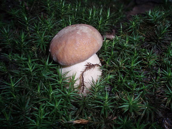 hríb dubový Boletus reticulatus Schaeff.