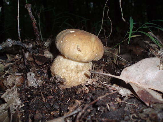 hríb dubový Boletus reticulatus Schaeff.