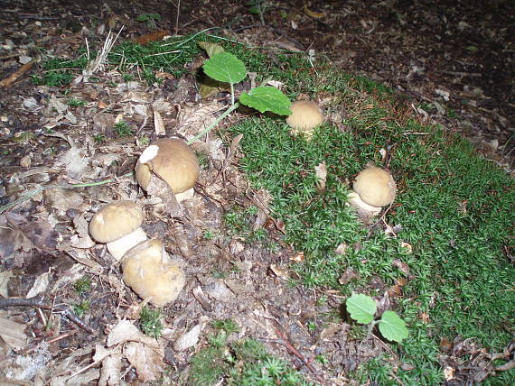 hríb dubový Boletus reticulatus Schaeff.