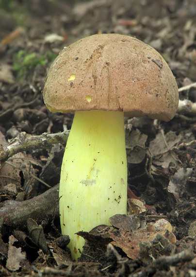 hríb príveskatý Butyriboletus appendiculatus (Schaeff. ex Fr.) Secr.