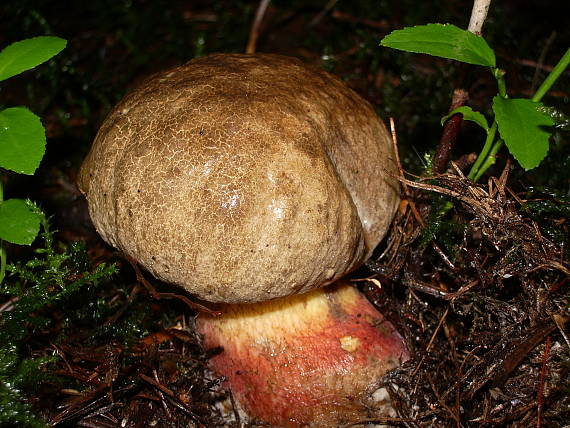 hríb červený Caloboletus calopus Fr.