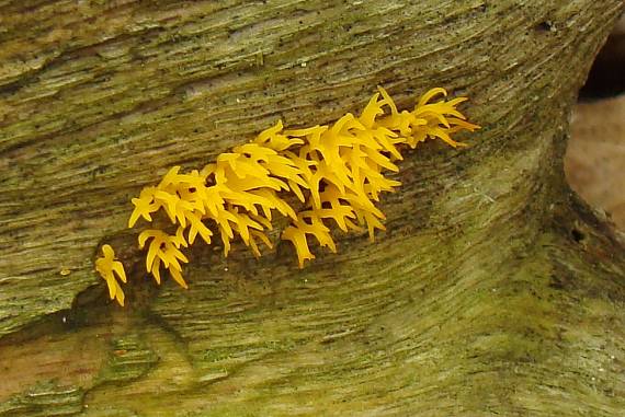 parôžkovec malý Calocera cornea (Fr.) Loud.