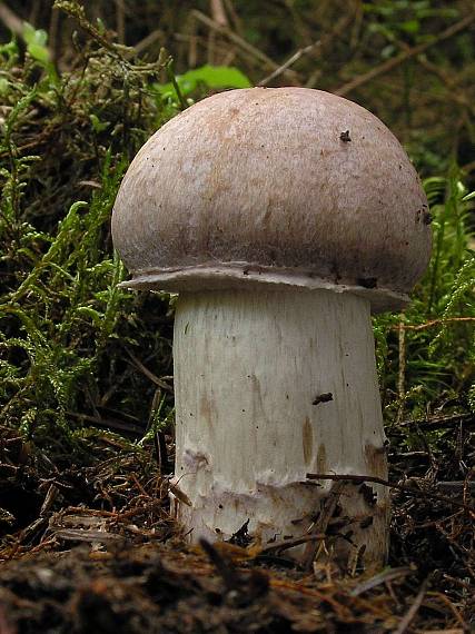 pavučinovec inovaťový Cortinarius caperatus (Pers.) Fr.