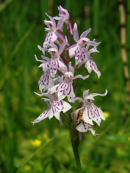 vstavačovec fuchsov pravý Dactylorhiza fuchsii subsp. fuchsii (Druce) Soó