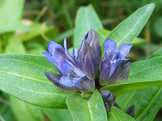 horec krížatý Gentiana cruciata L.