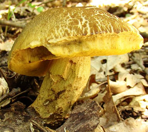 kozák žltopórový Leccinellum crocipodium (Letell.) Della Maggiora & Trassinelli