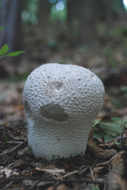 prášnica Lycoperdon utriforme Bull.