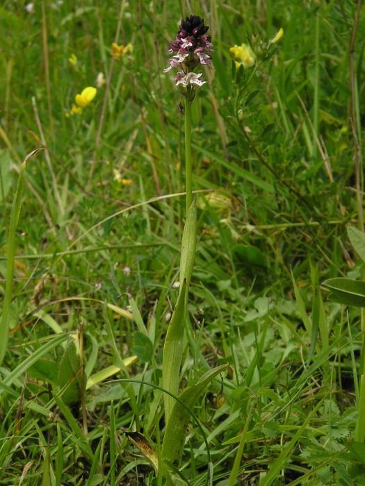 neotinea počerná letná Neotinea ustulata subsp. aestivalis (Kümpel) Bateman