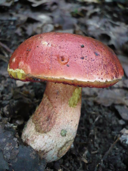 hríb Dupainov  Rubroboletus dupainii (Boud.) Kuan Zhao & Zhu L. Yang