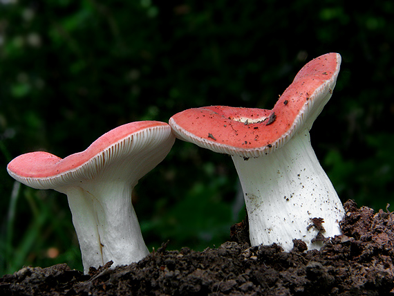 plávka  Russula sp.