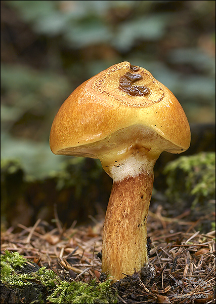 masliak smrekovcový Suillus grevillei (Klotzsch) Singer