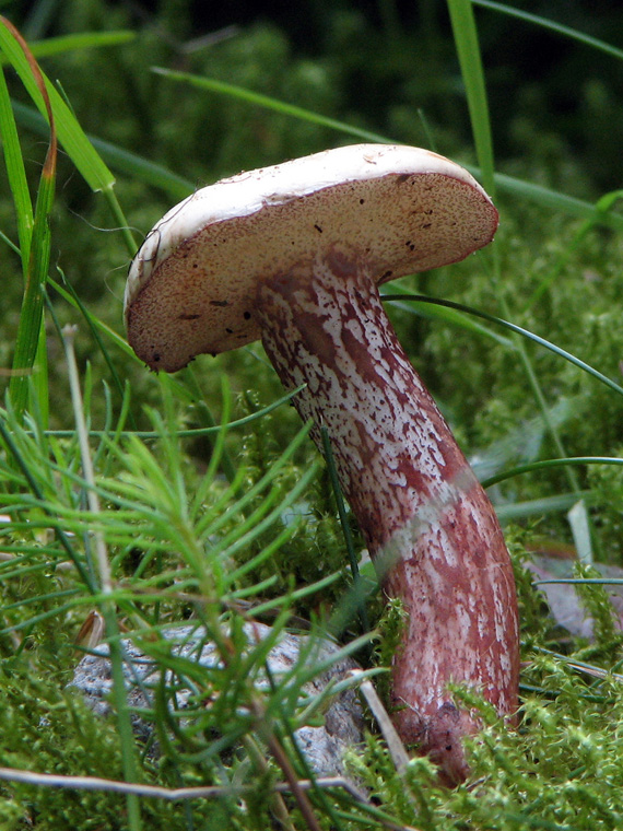 masliak biely? Suillus placidus (Bonord.) Singer