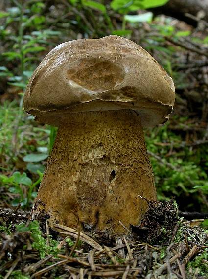 podhríb žlčový Tylopilus felleus (Bull.) P. Karst.