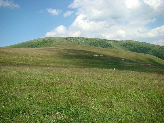 ploská