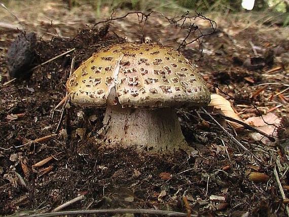 muchotrávka  Amanita