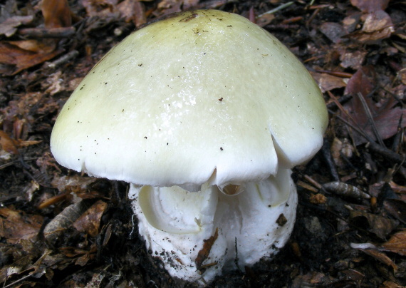 muchotrávka zelená Amanita phalloides (Vaill. ex Fr.) Link