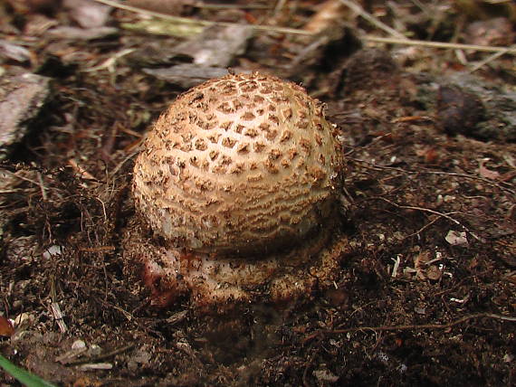 muchotrávka červenkastá  Amanita rubescens Pers.