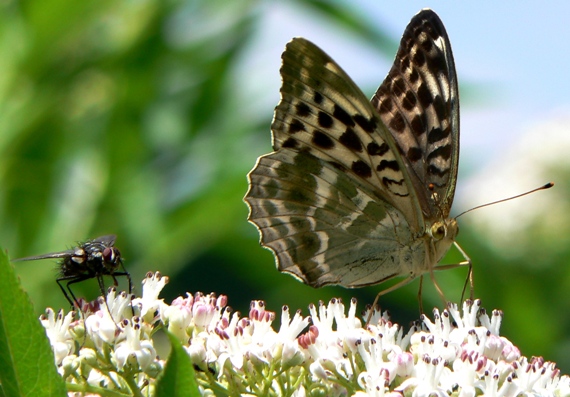 perlovec striebristopásavý (sk) / perleťovec stříbropásek (cz) Argynnis paphia Linaeus,1758