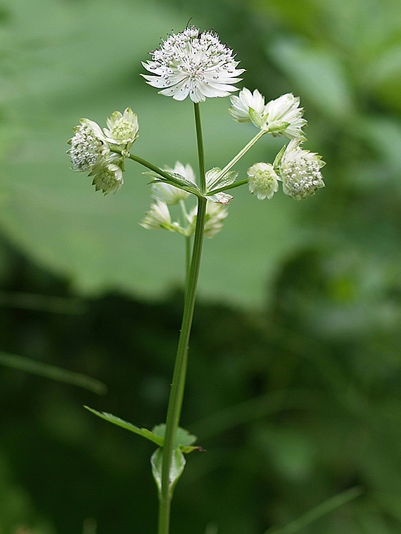 jarmanka väčšia Astrantia major L.