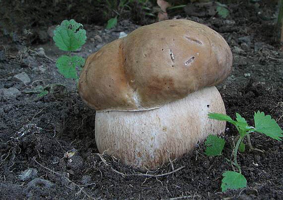 hríb dubový Boletus reticulatus Schaeff.