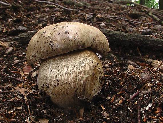 hríb dubový  Boletus reticulatus Schaeff.