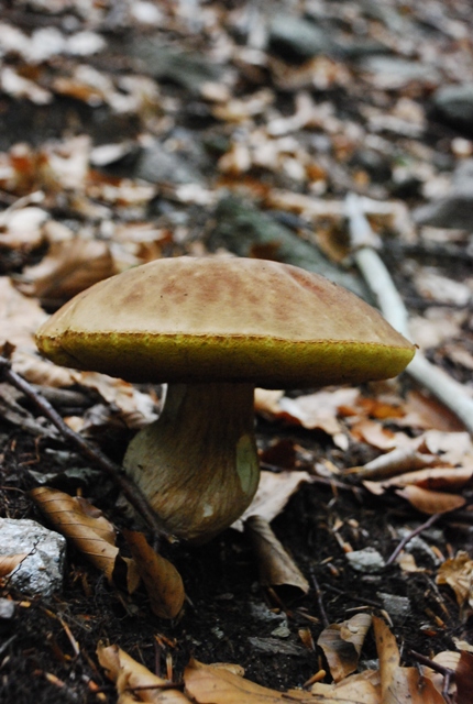 hríb dubový Boletus reticulatus Schaeff.