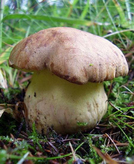 hríb horský Butyriboletus subappendiculatus (Dermek, Lazebn. & J. Veselský) D. Arora & J.L. Frank