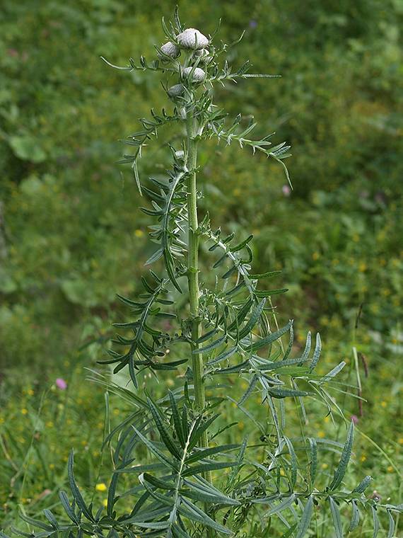 pichliač bielohlavý Cirsium eriophorum (L.) Scop.