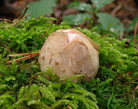 mrežovka kvetovitá Clathrus archeri (Berk.) Dring