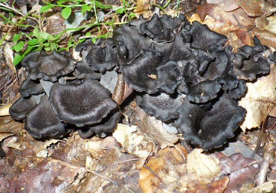 lievik trúbkovitý Craterellus cornucopioides (L.) Pers.