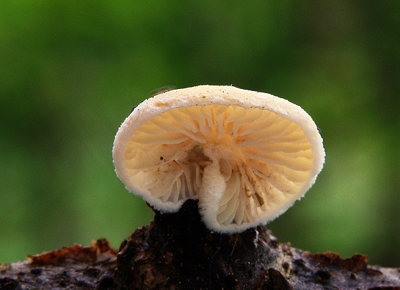 pahliva Crepidotus sp.