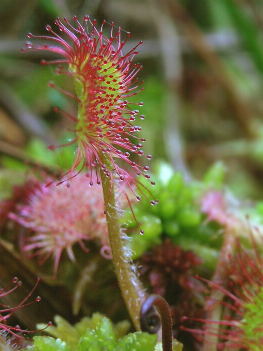 rosička okrúhlolistá Drosera rotundifolia L.