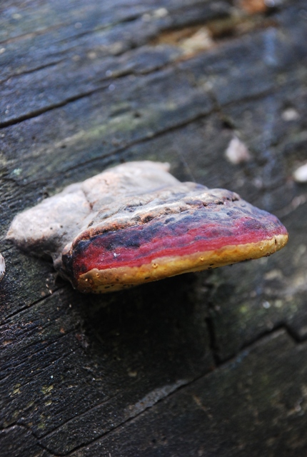 práchnovček pásikavý Fomitopsis pinicola (Sw.) P. Karst.