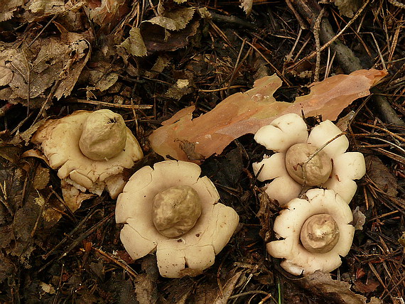 hviezdovka strapkatá Geastrum fimbriatum Fr.