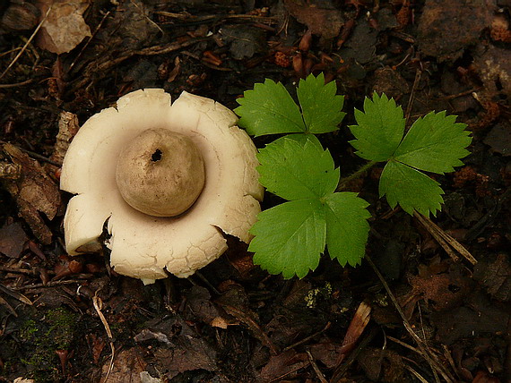 hviezdovka strapkatá Geastrum fimbriatum Fr.