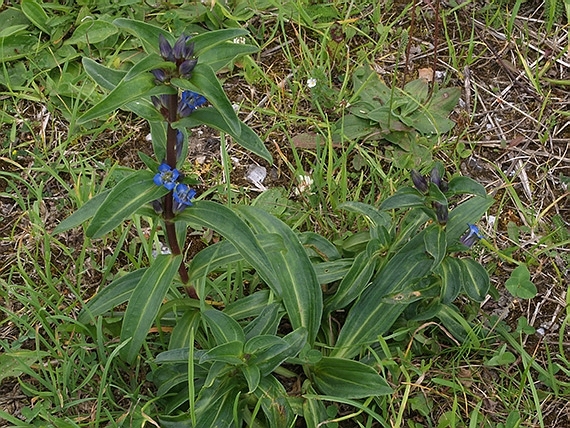 horec krížatý Gentiana cruciata L.