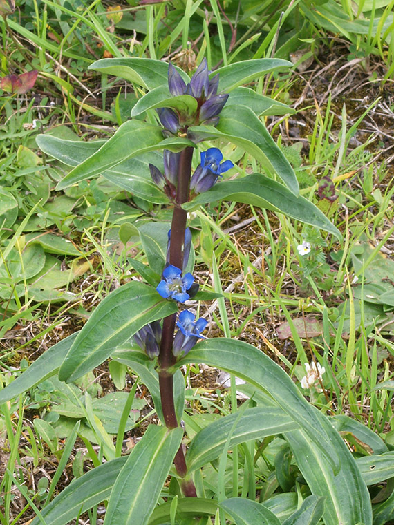 horec krížatý Gentiana cruciata L.