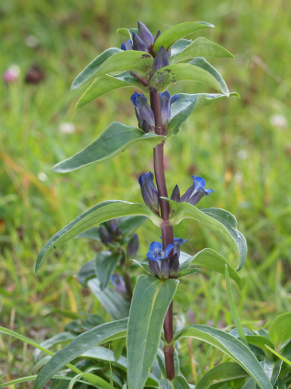 horec krížatý Gentiana cruciata L.