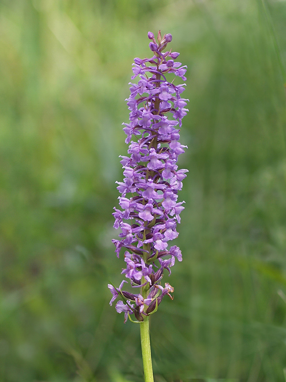 päťprstnica obyčajná Gymnadenia conopsea (L.) R. Br.