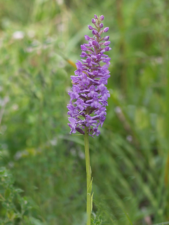 päťprstnica obyčajná Gymnadenia conopsea (L.) R. Br.