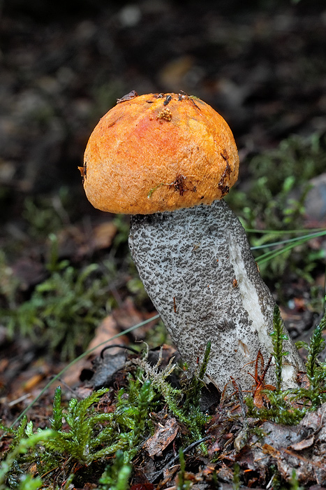 kozák žltooranžový Leccinum versipelle (Fr. & Hök) Snell