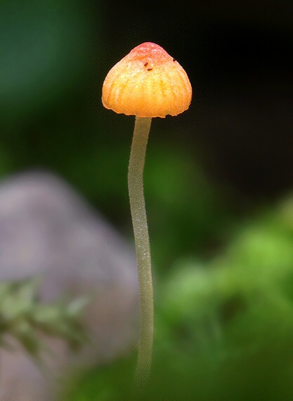 prilbička ihličková Mycena acicula (Schaeff.) P. Kumm.