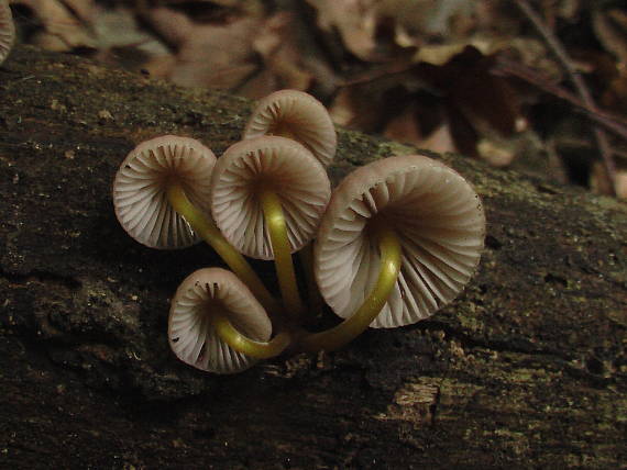 prilbička žltohlúbiková Mycena renati Quél.