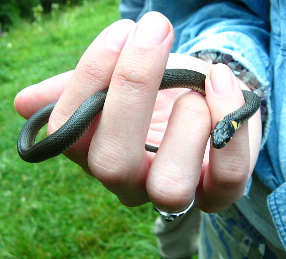 užovka obojková Natrix natrix