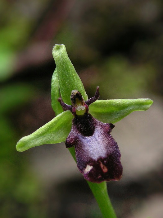 hmyzovník muchovitý Ophrys insectifera L.